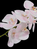 3bbb6c61e3844e80a87ddb9e7babe7d9_Crop.png