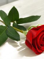 Rosa-rossa-singola-2-20250309-080451