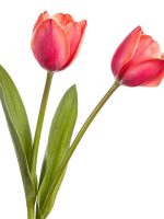 Two tulip flowers isolated on a white background